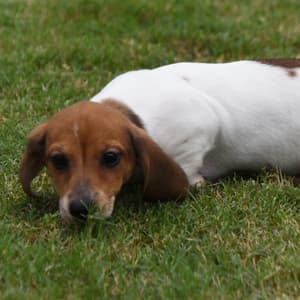 Corgipoo puppy for sale Stormy, dog for sale