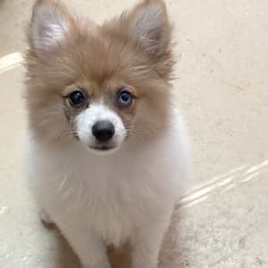 Havapoo puppy for sale Joy, dog for sale